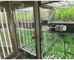 Liyi 식물 성장 챔버 인공 기후 종자 발아 기계 식물 성장 상자 인큐베이터 및 색상은 파란색