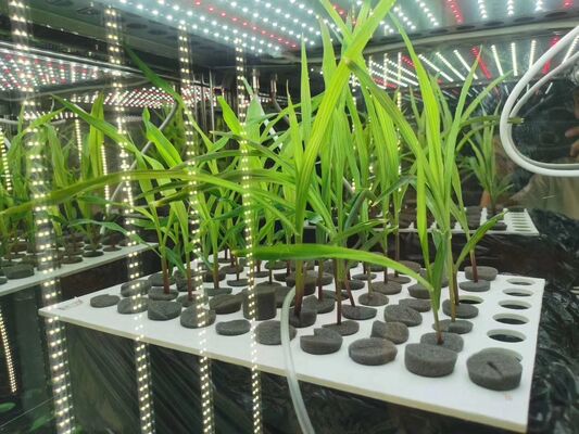 LIYI 가격 2면 3면 환경 인공 기후 테스트 조명 식물 성장 인큐베이터 챔버 판매